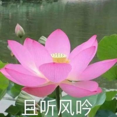 2024重庆中小学招生系统划片信息查询入口+流程